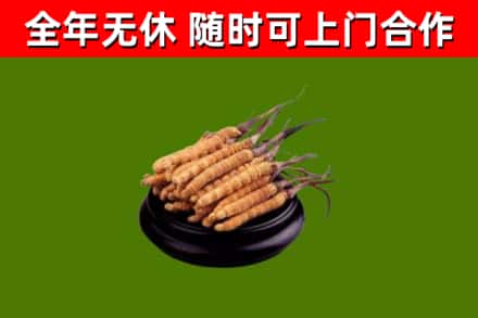 清徐回收冬虫夏草