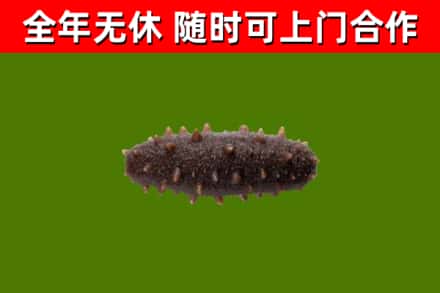 清徐回收海参干